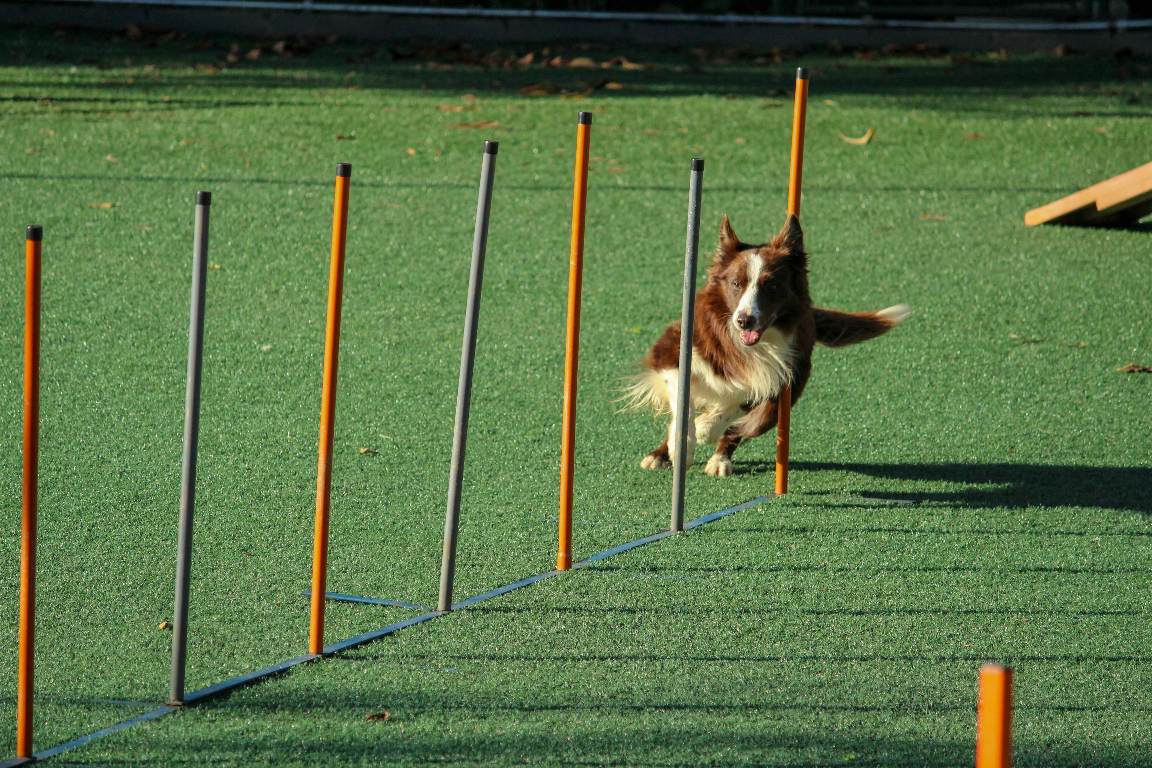 Top Dog Training Tips