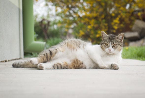 a cat laying down on the ground in front of a building