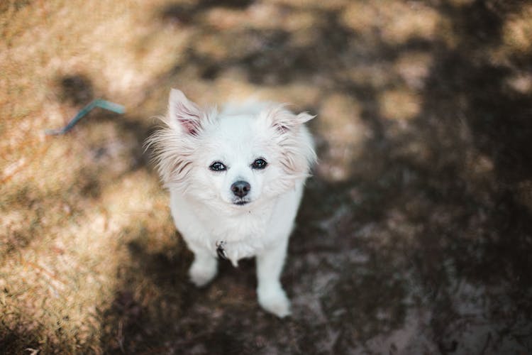 Best Small Dog Breeds: A Comprehensive Top 10 List (And More)