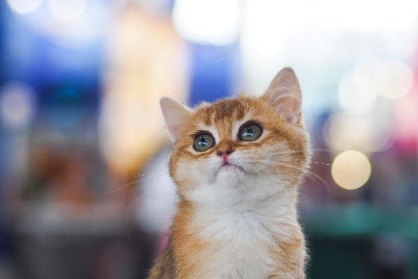 a small orange and white cat sitting on top of a table