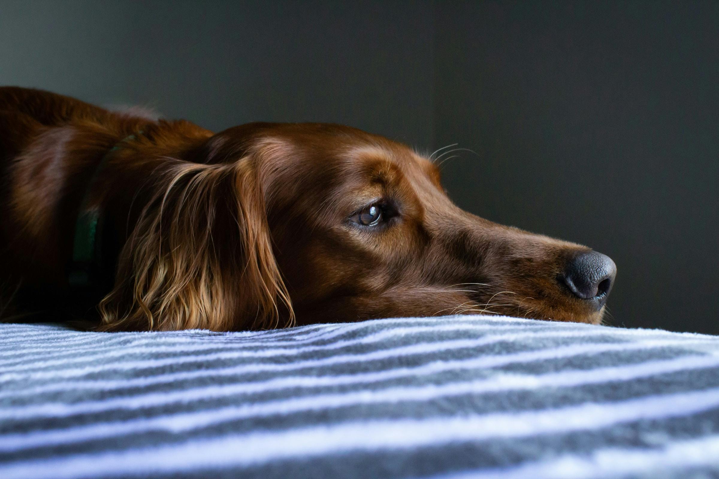 How Long Can a Dog Go Without Food?