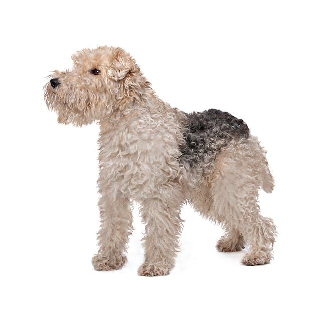 Wire Fox Terrier