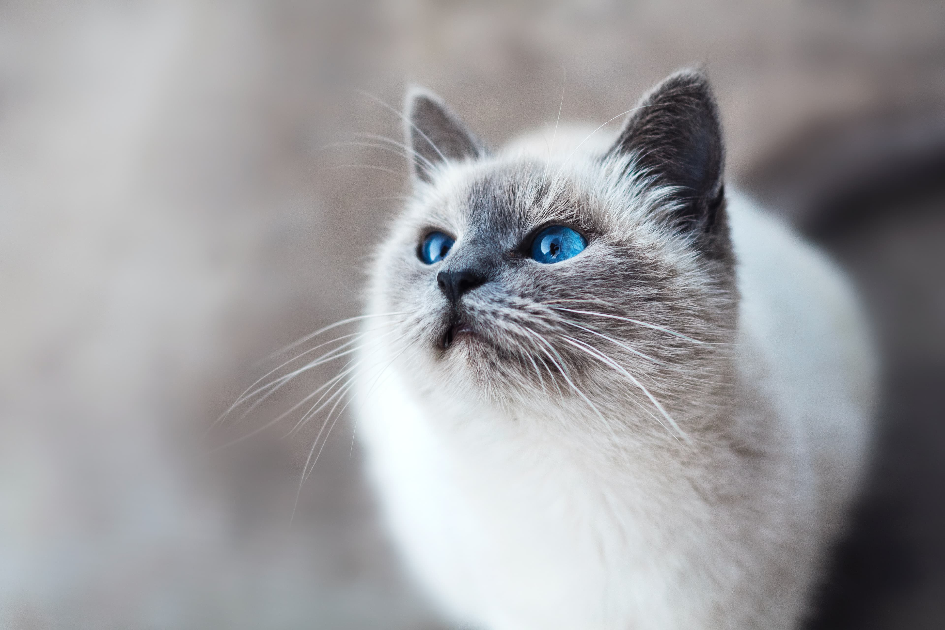 Cats' Color Vision: The top three colors they can see and why