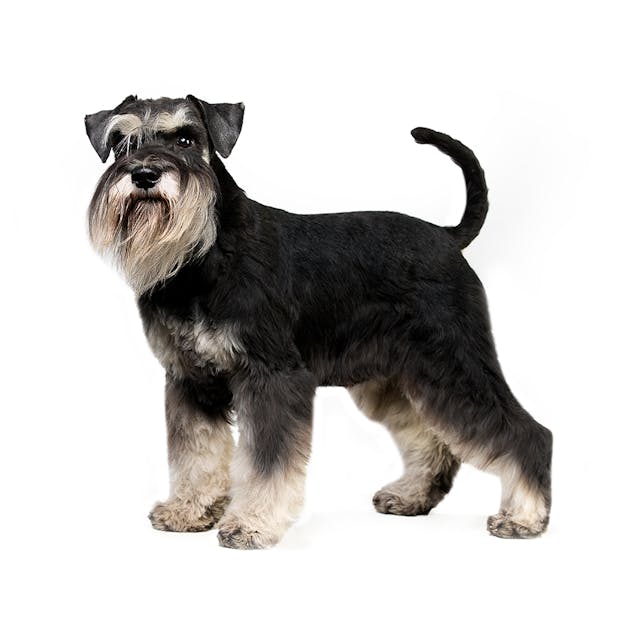 Miniature Schnauzer