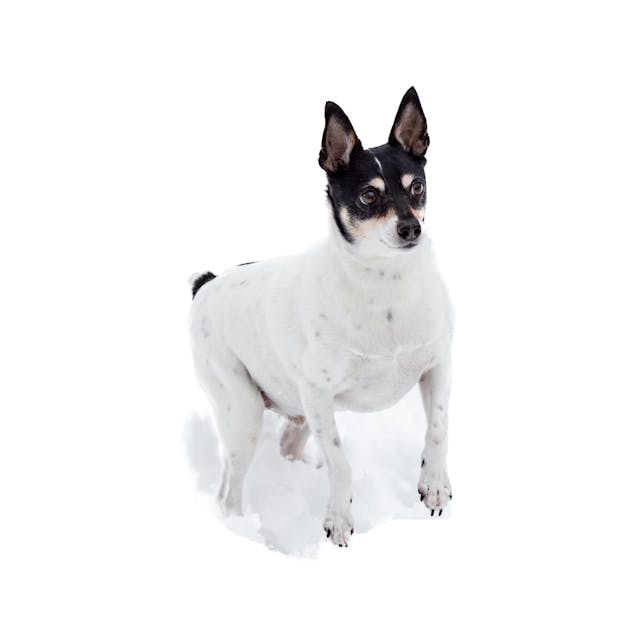 Toy Fox Terrier