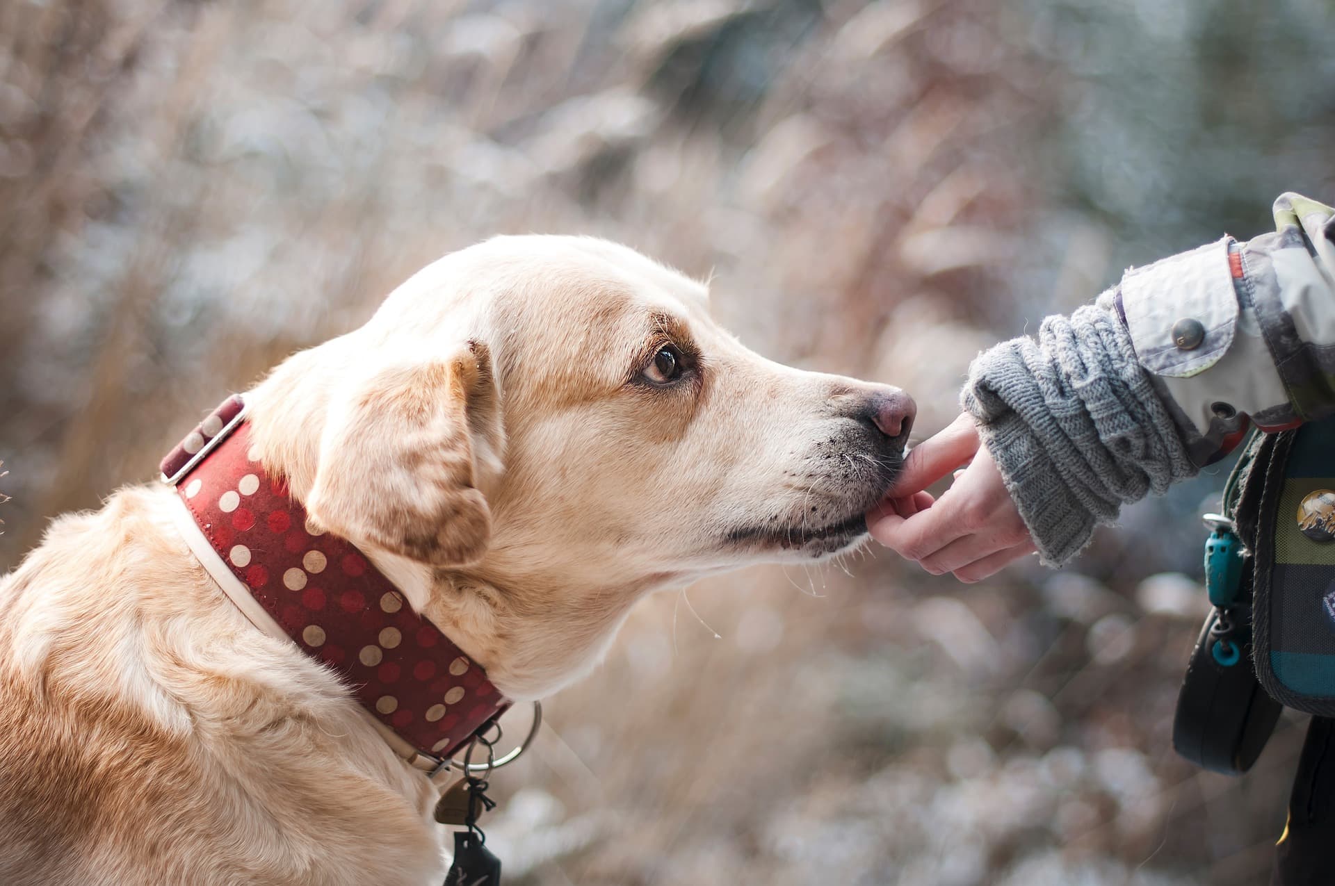 How to Celebrate National Pet Day