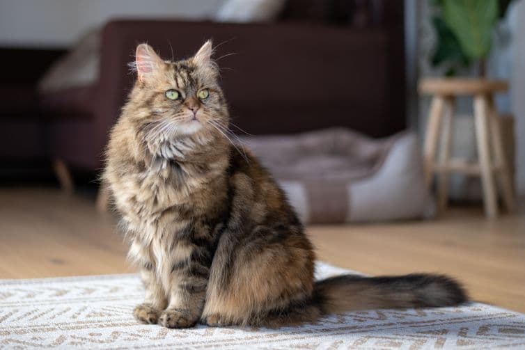 a cat sitting on a rug in a living room