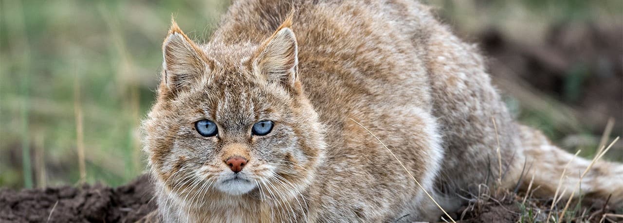 Chinese Mountain Cats