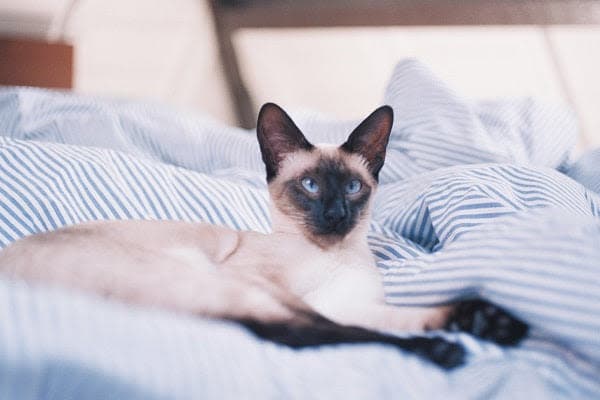 a siamese cat is laying on a bed