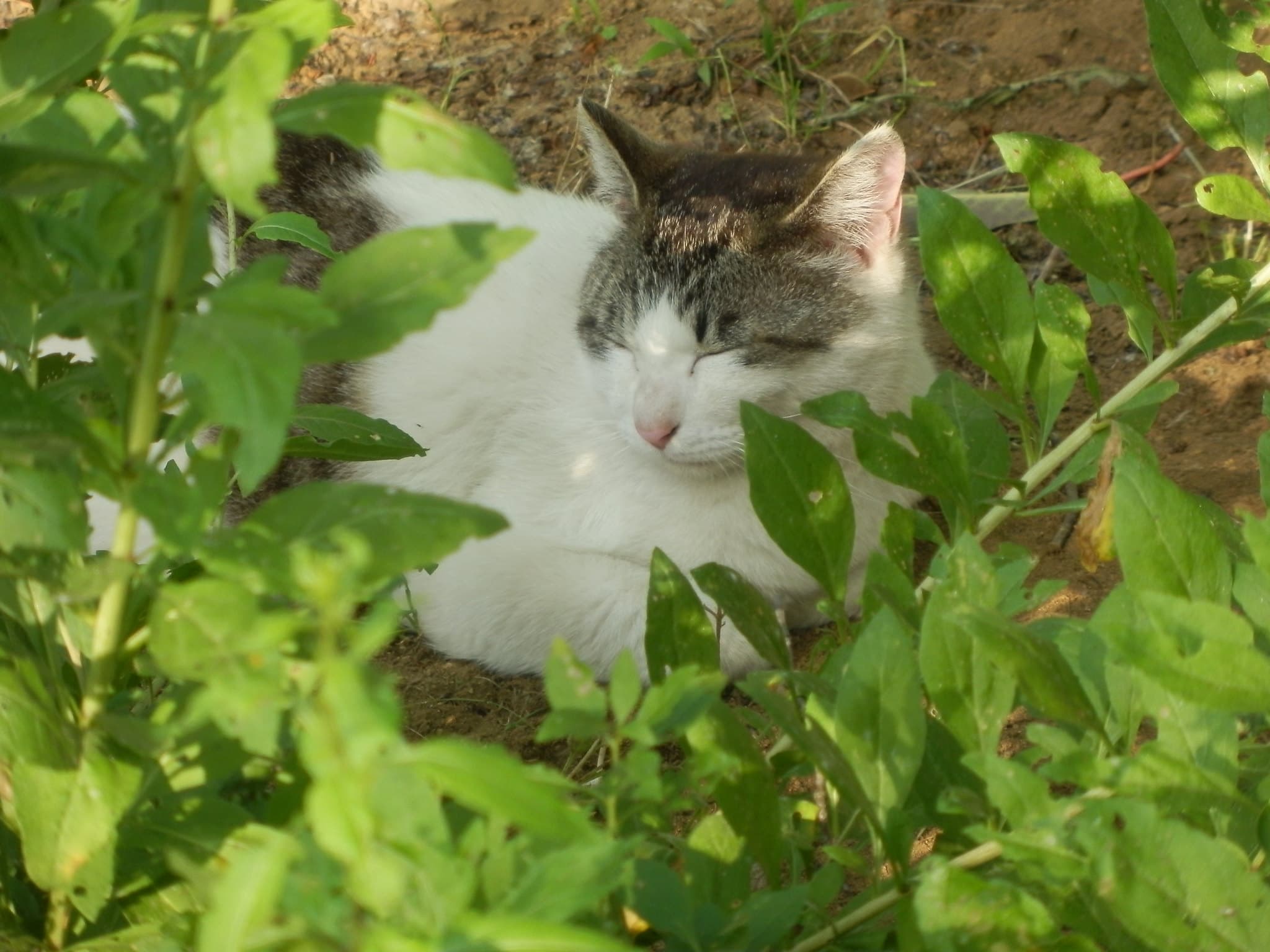 Are Pothos Toxic to Cats? What To Know About Pothos And Cats