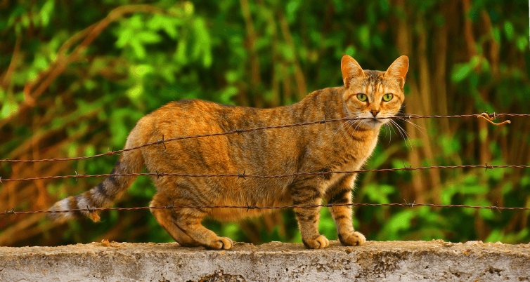 a cat standing on top of a cement wall next to a barbed wire fence