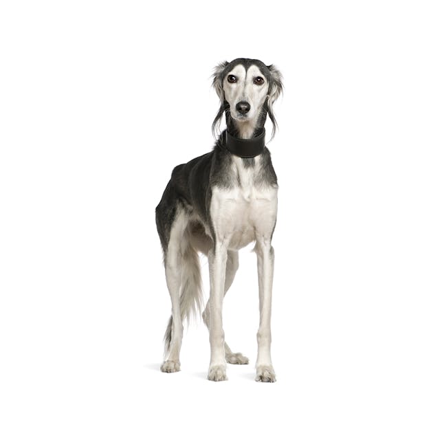 Saluki