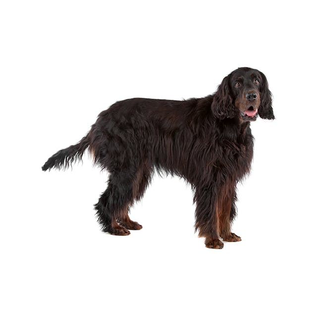 Gordon Setter