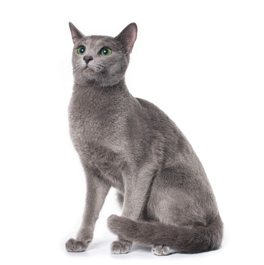 Russian Blue