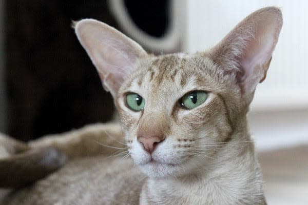 a close up of a cat with green eyes