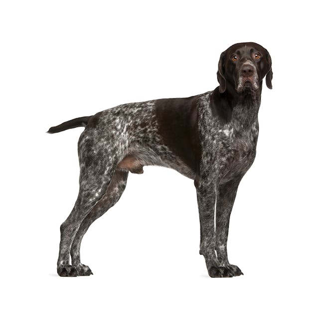 German Shorthaired Pointer