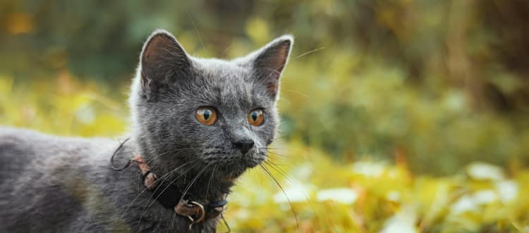 Top 8 Hypoallergenic Cat Breeds