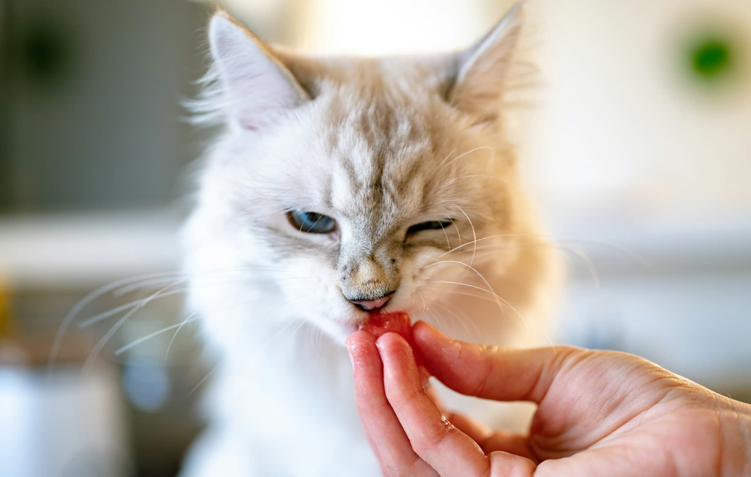 Can Cats Eat Raw Meat?