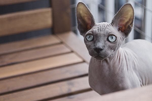 a close up of a cat on a wooden bench