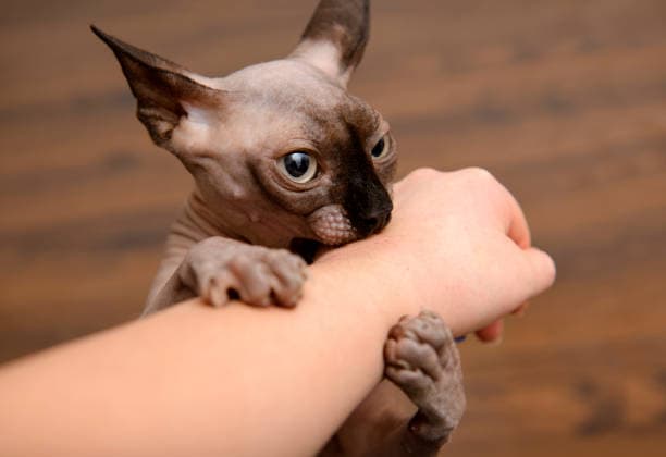 a person holding a cat on their arm