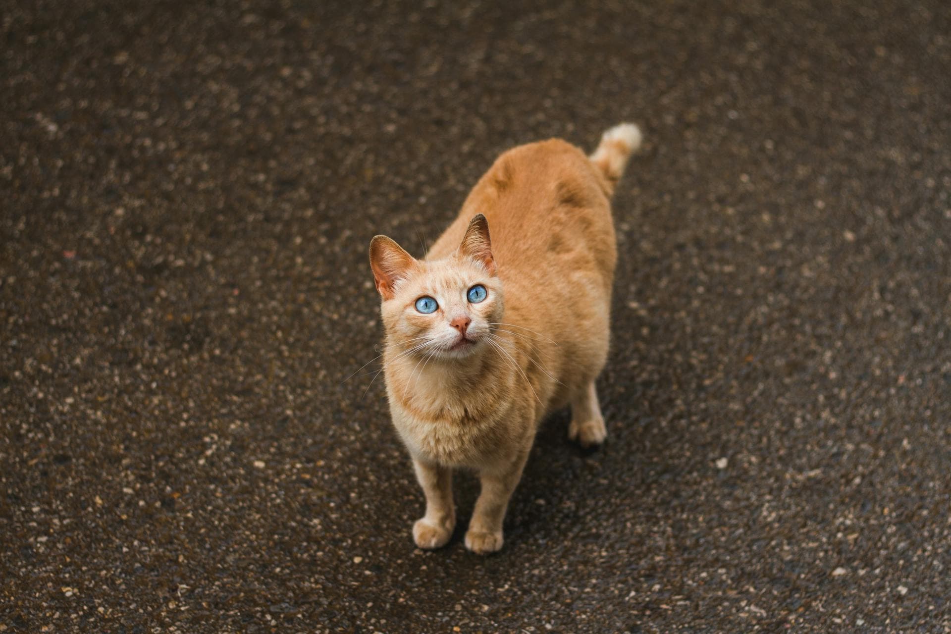 What to Feed a Pregnant Cat