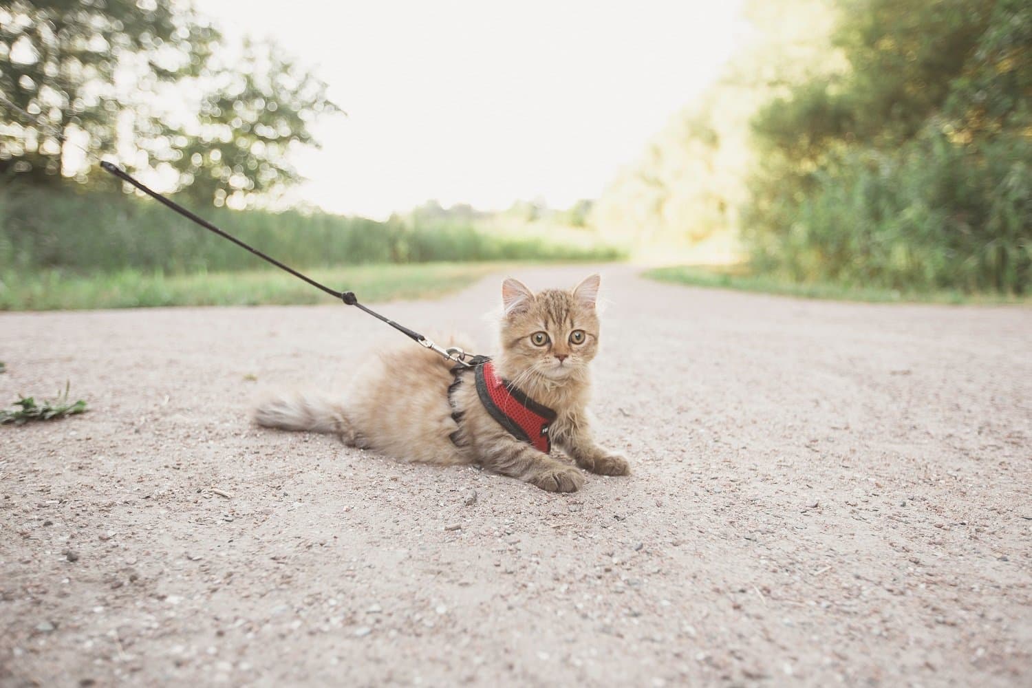 How to Walk A Cat