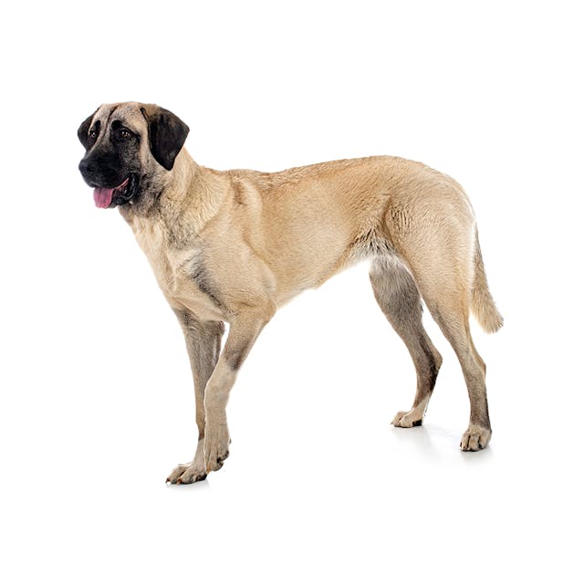 Kangal