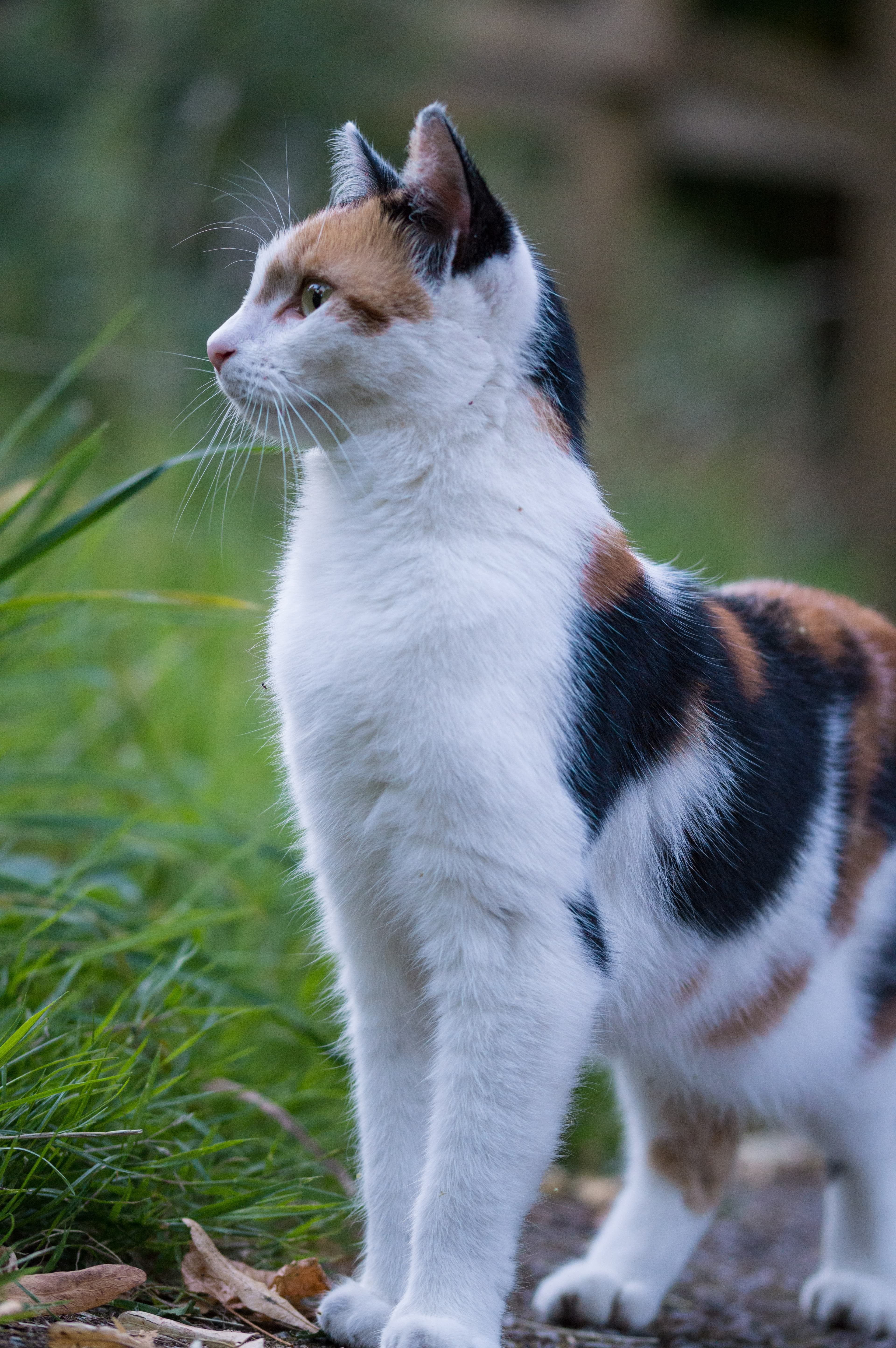 Calico Cat Names