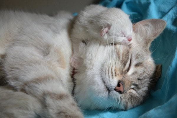 a cat and a mouse sleeping together on a blue blanket