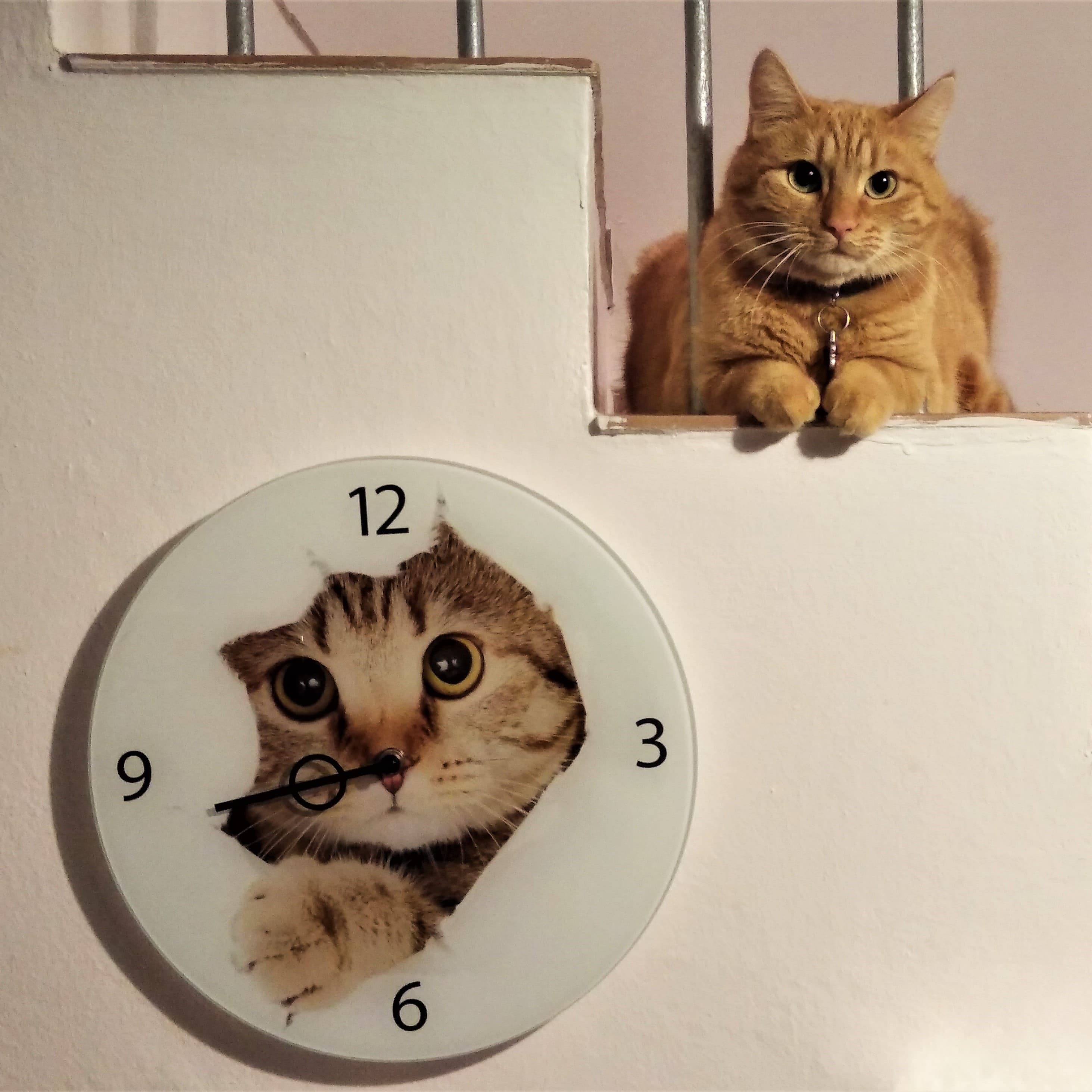 a cat sitting on top of a wall next to a clock