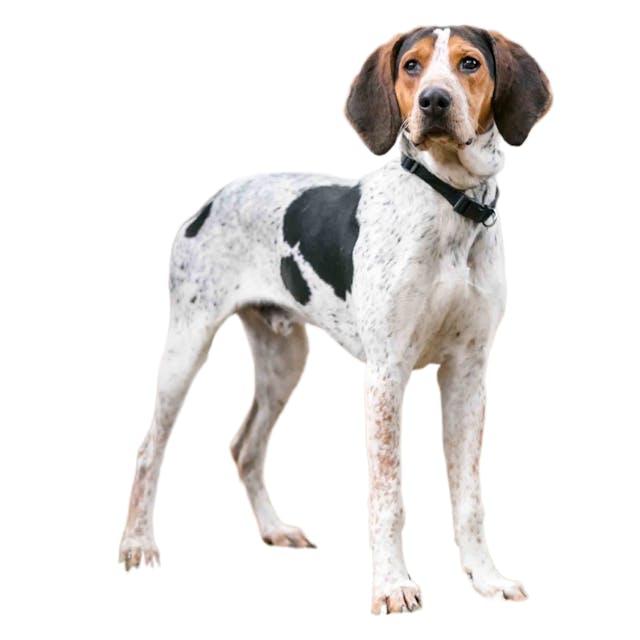 Treeing Walker Coonhound