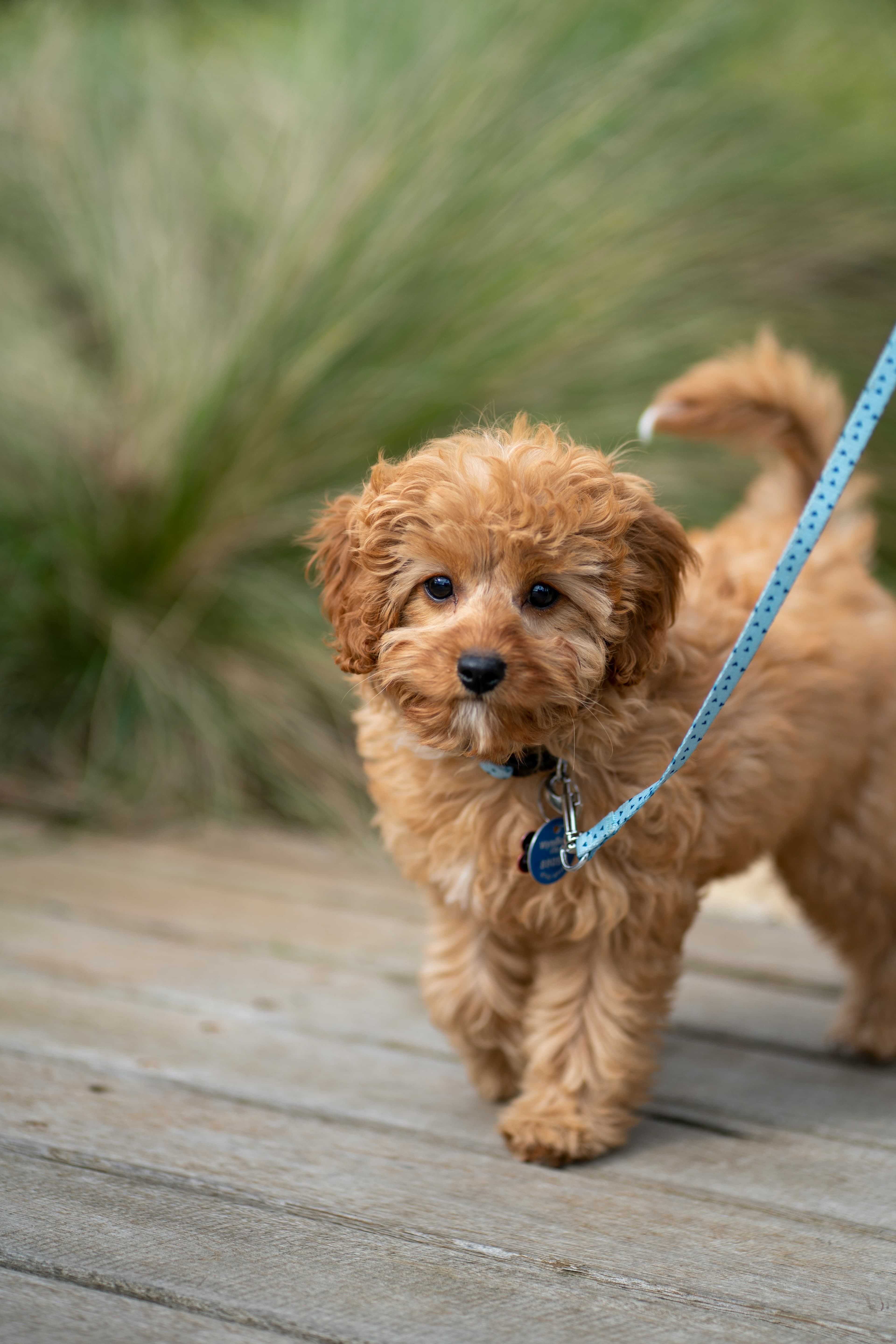 Do Dogs Know When You Are Sad?