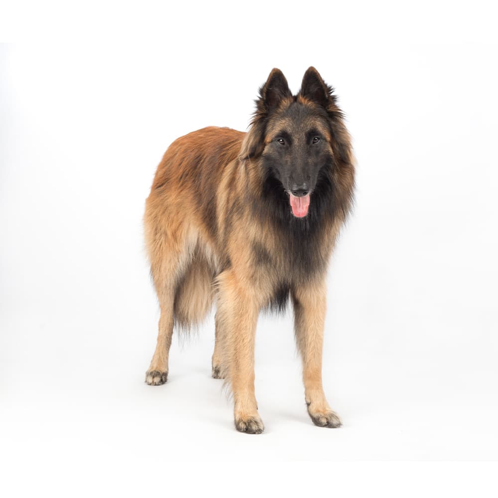 Belgian Tervuren