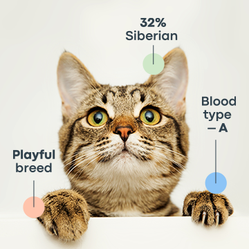 breakdown of cat breeds percentage