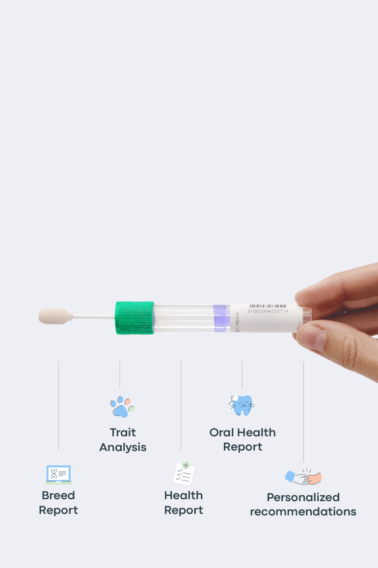 Saliva sample swab for DNA testing