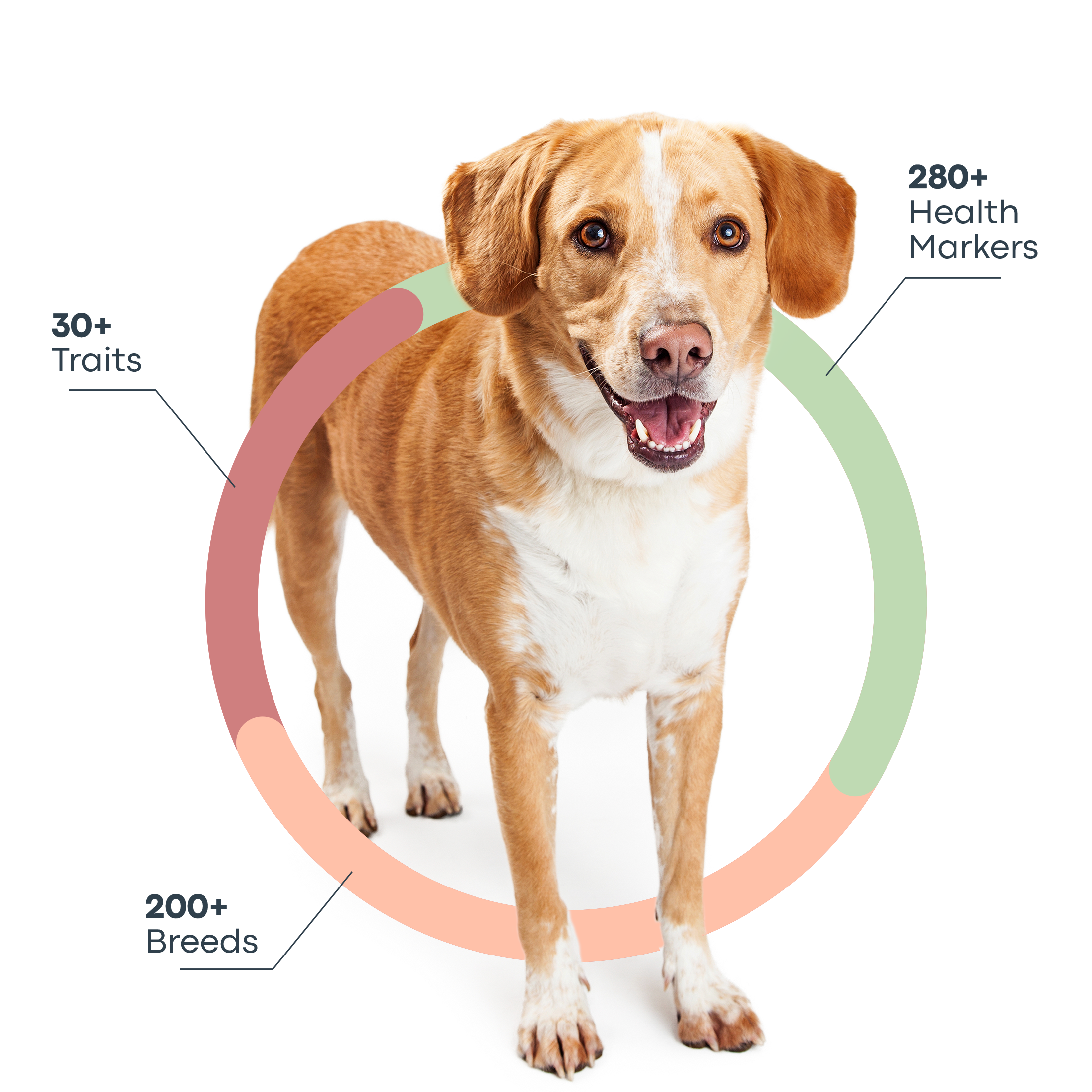 IMG PDP Dog - basepaws-dog-science - The science behind your dog’s DNA.