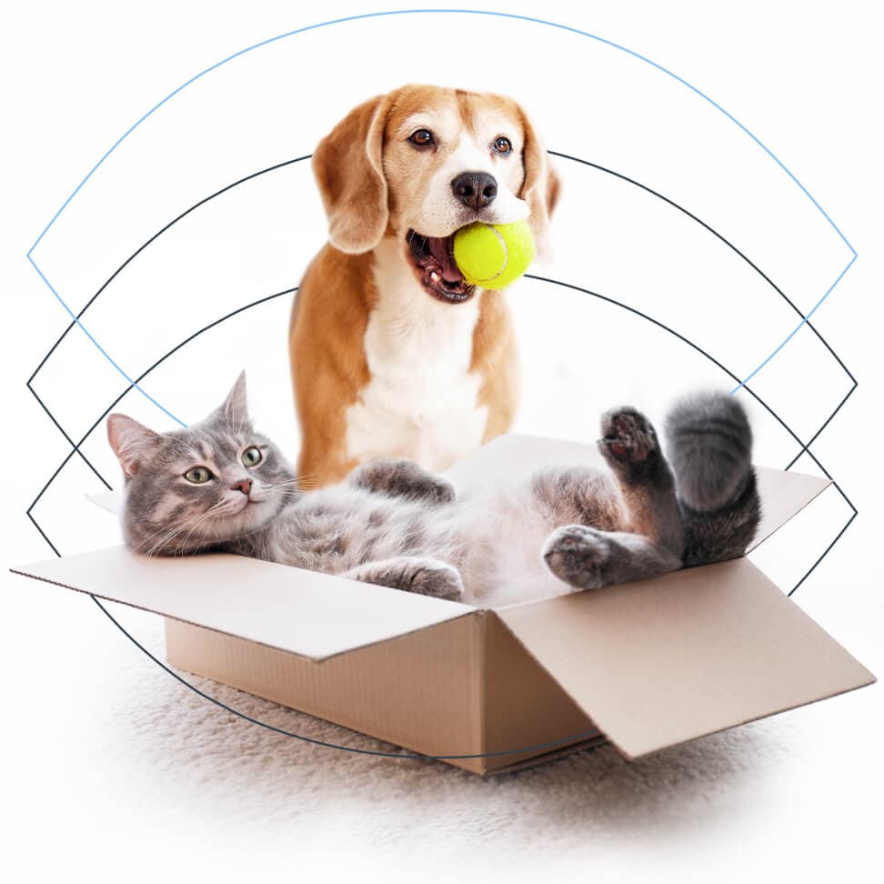 main cat-inthe-box