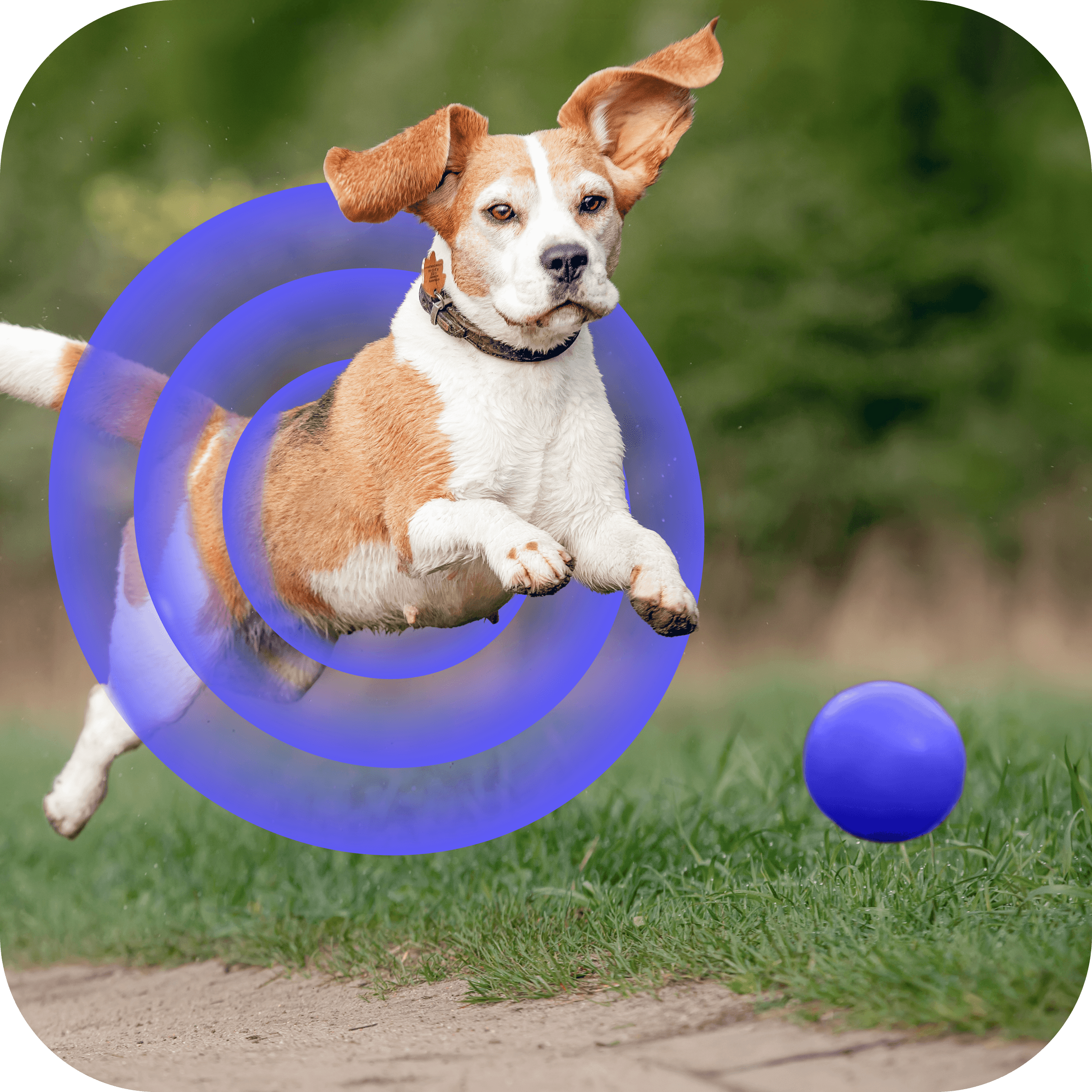 Ready to decode your dog’s exercise DNA?