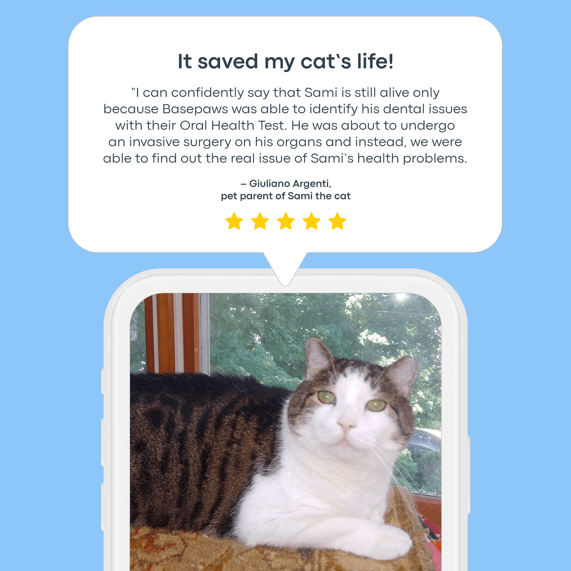How to Check the Gum Health of Your Cat: Easy Tips for Pet Owners