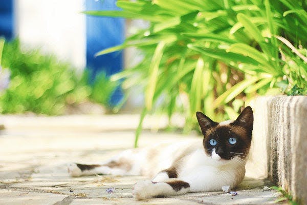 a siamese cat laying on the ground next to a plant