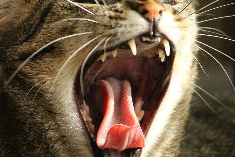a close up of a cat with its mouth open