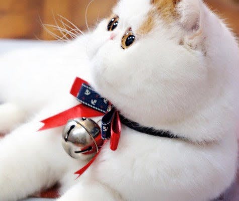 a white cat with a red ribbon around its neck