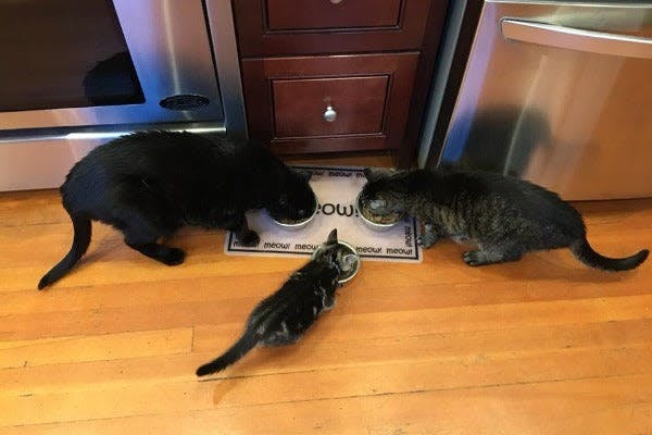 a couple of cats eating out of a bowl