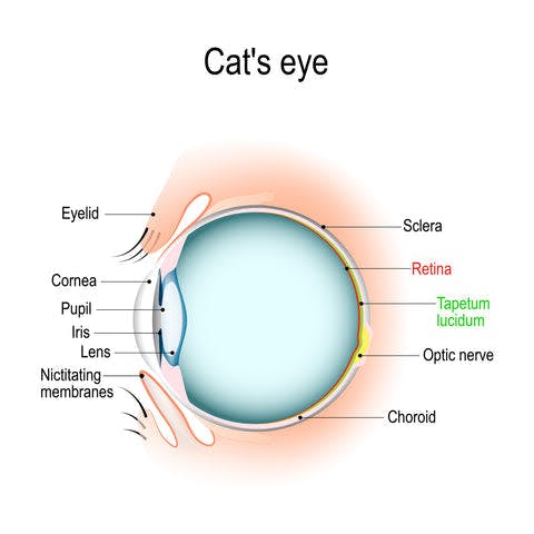 a diagram of the structure of the cat's eye