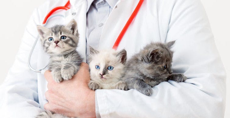 a person in a lab coat holding a bunch of kittens