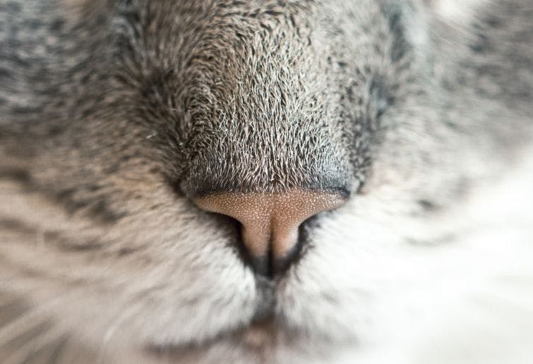 a close up of a cat's nose and nose