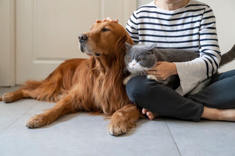 a woman sitting on the floor with a cat and dog