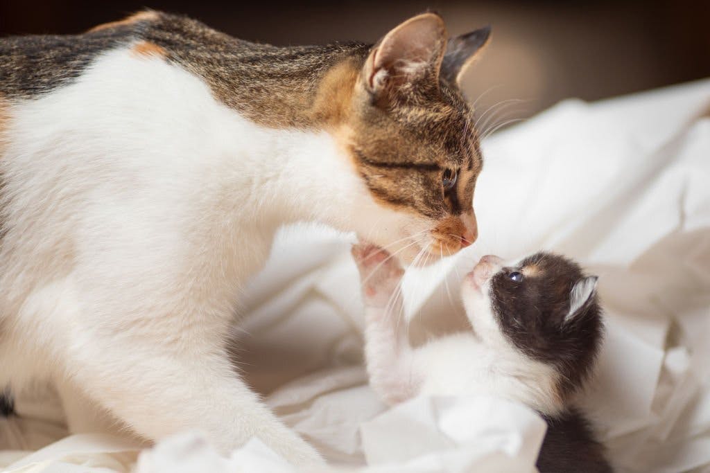 How to introduce the kitten to a cat?