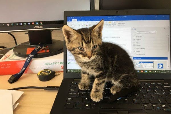a kitten sitting on top of a laptop computer
