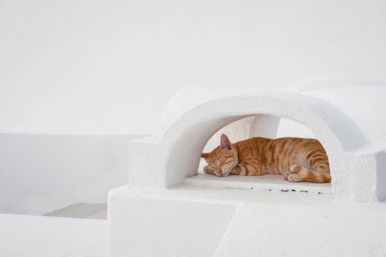a cat is sleeping in a small white building